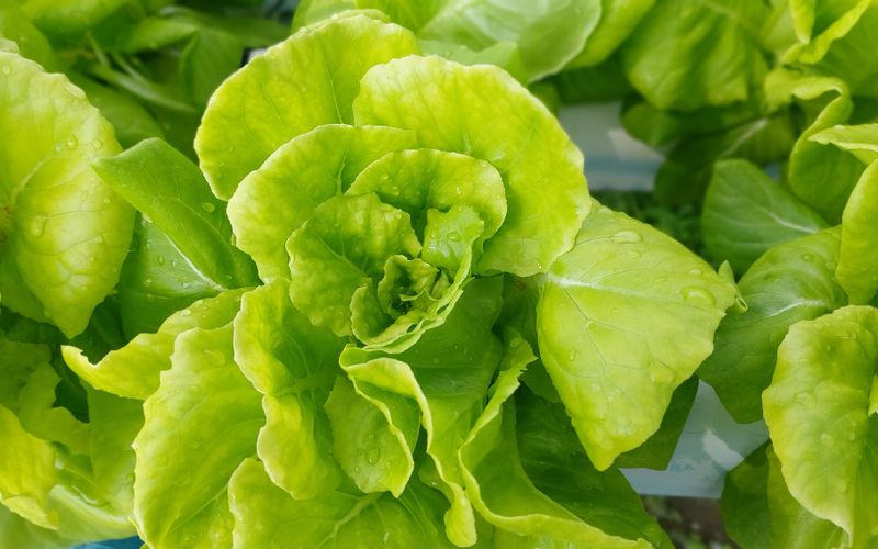 Sexymagazino SEO